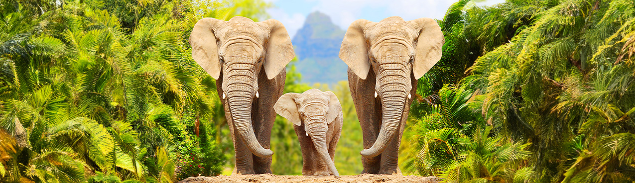 Three elephants walking in a lush tropical forest with tall green foliage and a distant mountain in the background, reminiscent of the diligence of a child custody lawyer. The elephants, consisting of two adults and one juvenile, move along a dirt path. The scene is bright and vibrant.